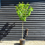 Magnolia 'Flamingo' - Clear stem 120cm - Height 270cm - Girth 8cm - 35lt