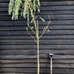 Salix Chrysocoma | Golden Weeping Willow - 250-300cm, 10lt