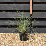 Stipa gigantea | Giant Feather Grass - Height 40-50cm - 2lt
