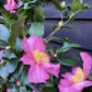 Camellia sasanqua - Pink - Frame/Espalie - Height 120cm Width 90cm - 45lt