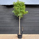 Photinia Red Robin - Standard screening tree - Clear Stem - Girth 14-16cm - Height 360cm - 70lt