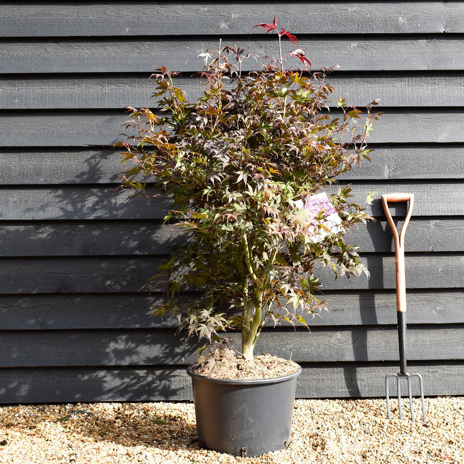 Acer palmatum 'Bloodgood' | Bloodgood Japanese Maple - 150-170cm - 30lt