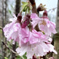 Prunus Subhirtella 'Autumnalis Rosea' | Winter-flowering Cherry 'Autumnalis Rosea' | Winter-flowering cherry - 180-220cm - 12lt