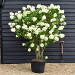 Hydrangea paniculata 'Limelight' - Large Shrub - Height 180-170cm - 70lt