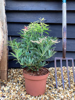 Pieris 'Flaming Silver' - 55-60cm, 5lt