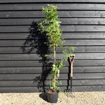Jasminum officinale | Jasmine - Height 90-110cm - 9lt