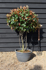 Photinia Red Robin | Christmas berry 'Little Red Robin' - Multi Stem - 120cm - 45lt
