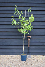 Morus Nigra | Black Mulberry Tree - 160-180cm, 10lt