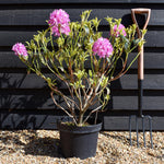 Rhododendron 'Golden Green Gift' - Shrub - Height 60-70cm - 20lt