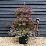 Acer palmatum 'Garnet' | Japanese Maple 'Garnet' - Bushy - Height 120-140cm - 35lt