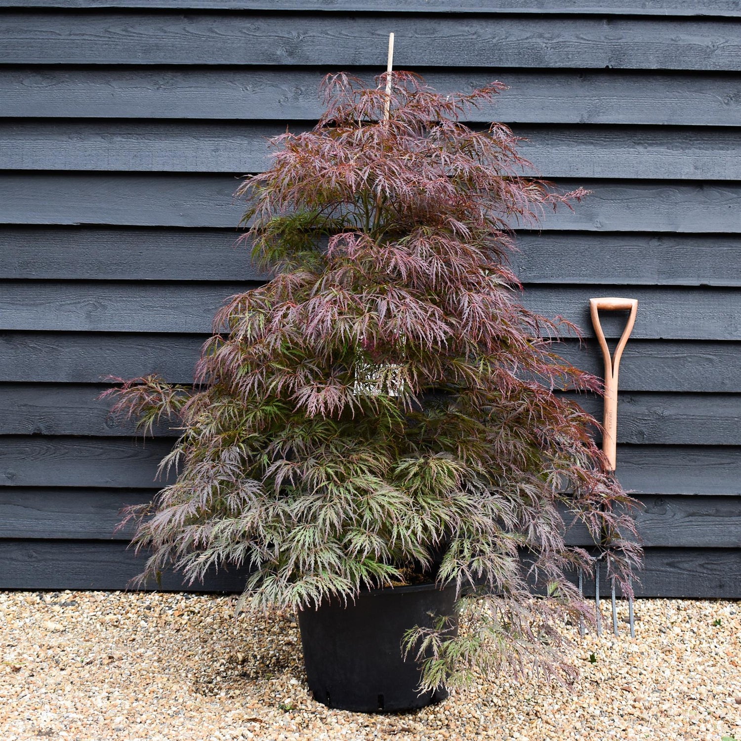 Acer palmatum 'Garnet' | Japanese Maple 'Garnet' - Bushy - Height 120-140cm - 35lt