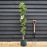 Apple tree 'Greenfinch' (Starline) | Malus domestica - 130-150cm - 10lt
