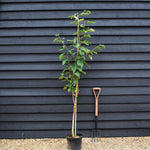 Wild cherry | Prunus avium 3-4yr - Height 160-180cm - 10lt