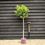 Portuguese Laurel | Prunus Lusitanica - Clear Stem 90-100cm - Girth 6-8cm - Height 150-160cm - 10lt