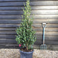 Camellia sasanqua - Bush - Large Shrub - Pink - Hiryu - Height 140cm - Width 60cm - 30lt