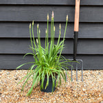 Agapanthus Africanus Summer Love Blue | Lily of the Nile - Foliage Height 40-50cm - 2lt