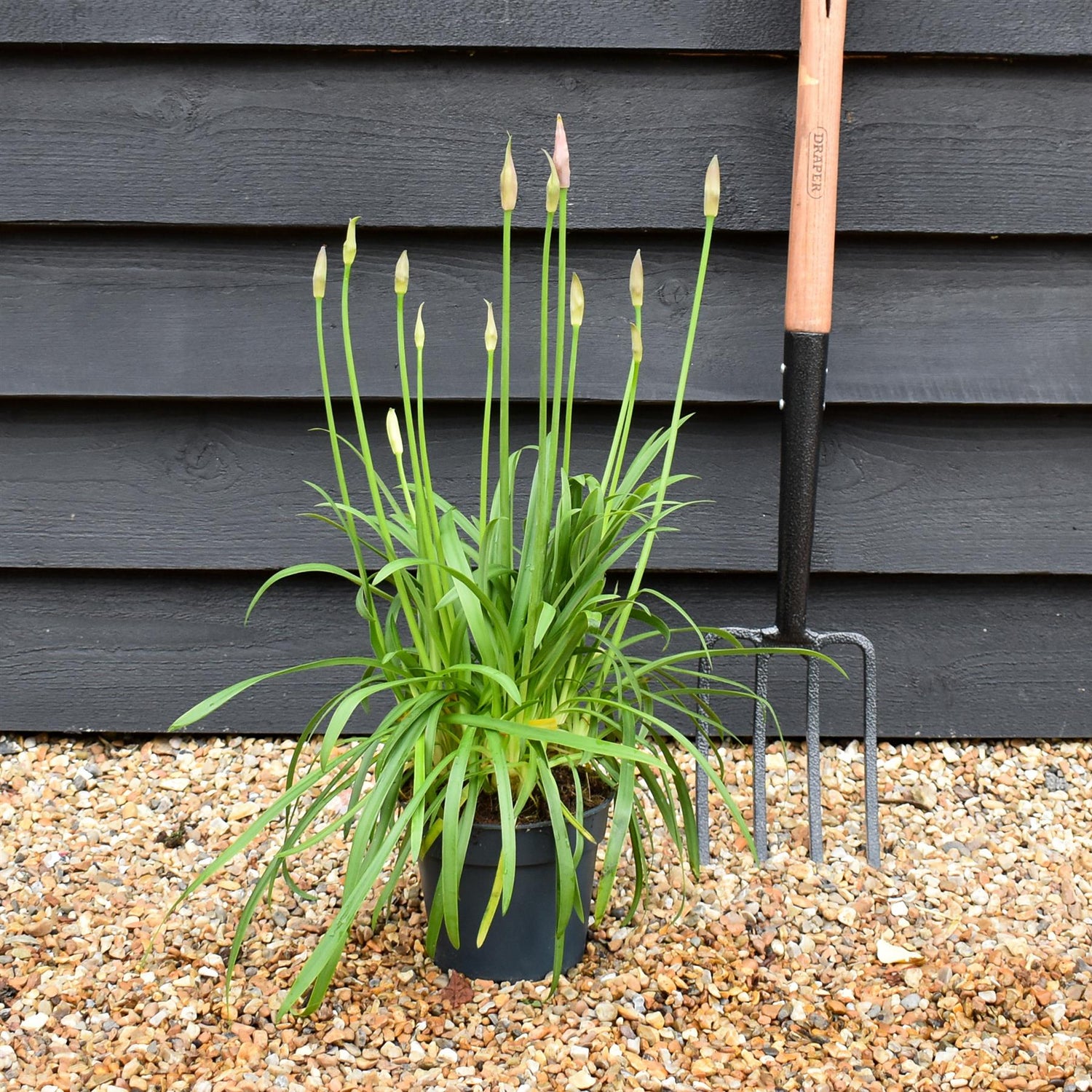 Agapanthus Africanus Summer Love Blue | Lily of the Nile - Foliage Height 40-50cm - 2lt
