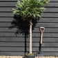 Nerium oleander - Clear Stem - 160-180cm - 20lt