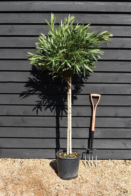 Nerium oleander - Clear Stem - 160-180cm - 20lt