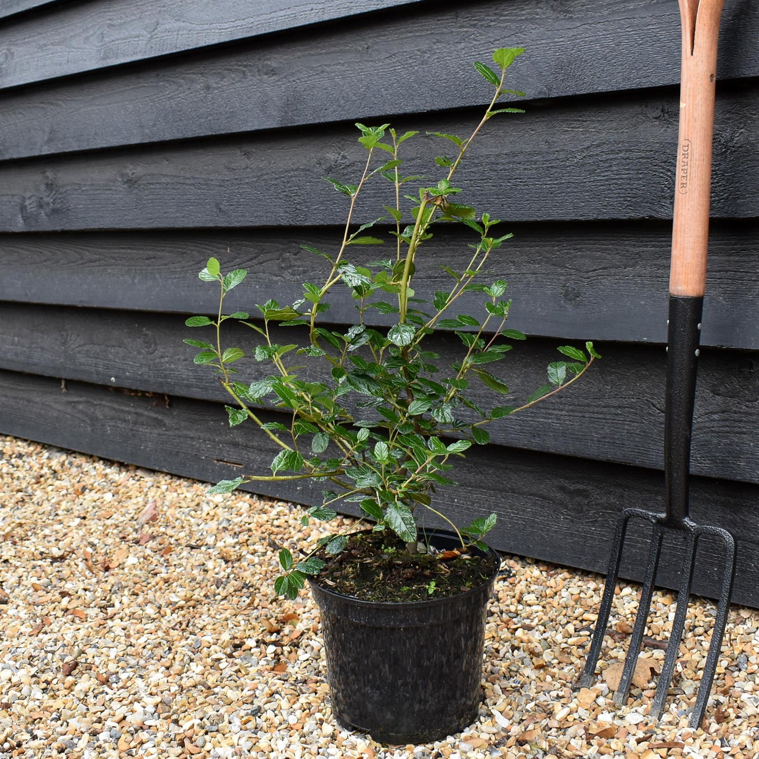 Ceanothus Autumnal Blue | Californian lilac ‘Autumnal Blue' - Height 50-60cm, 5lt
