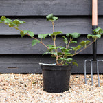 Viburnum Opulus Roseum - Height 40-60cm - 5lt