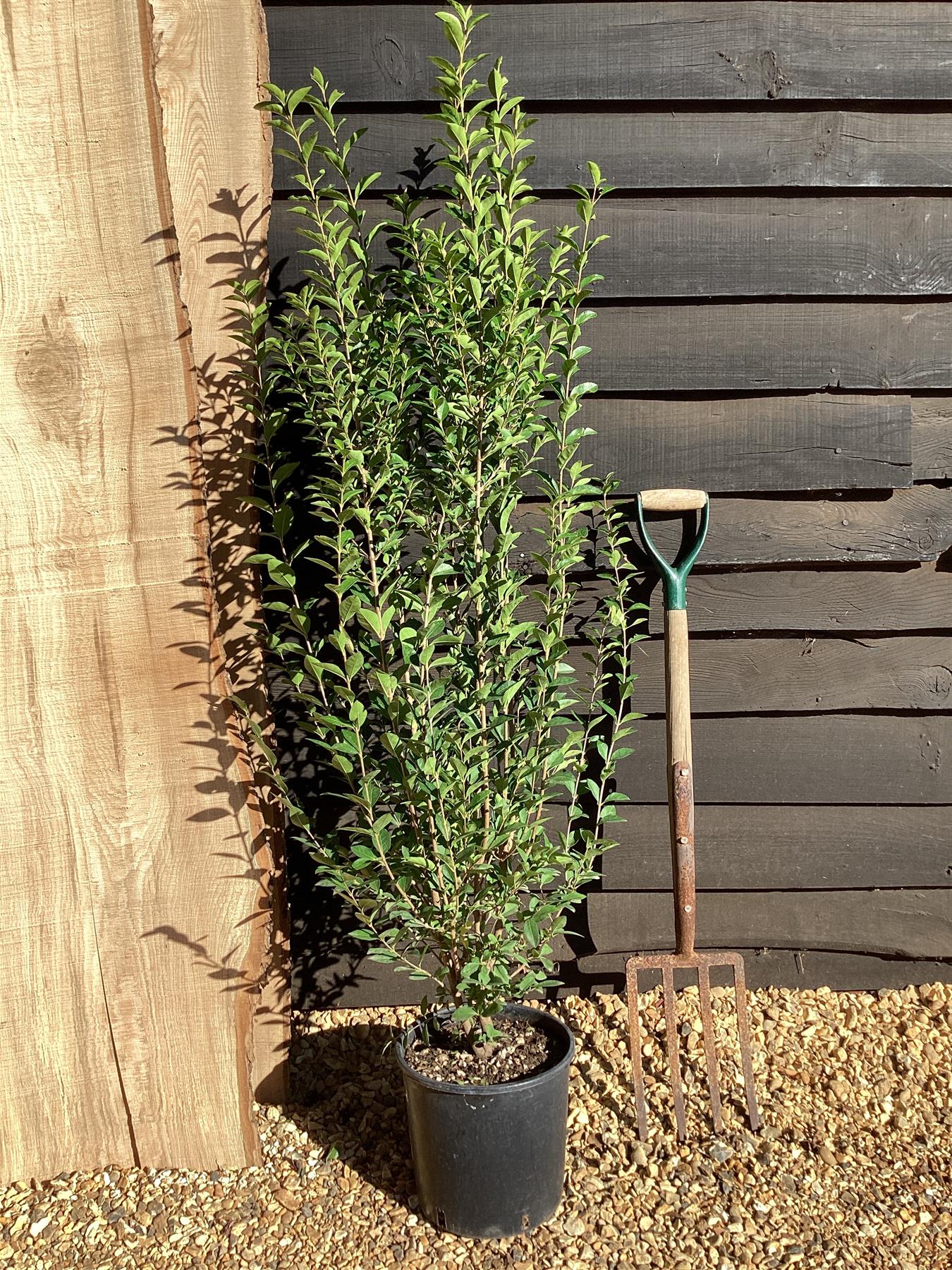 Ligustrum ovalifolium | Golden Privet - 100-120cm, 10lt  Arundel Arboretum