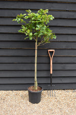 Magnolia Genie | Magnolia Genie - Clear Stem - 145cm - 15lt