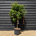 Mandarin Tree|Citrus reticulata 'Mandarino' - Tree - Clear Stem 50cm - Height 130-140cm - 25lt