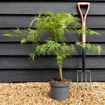 Laceleaf Japanese maple | Acer palmatum Dissectum - - Clear Stem 20cm - Height 50-80cm - 5lt