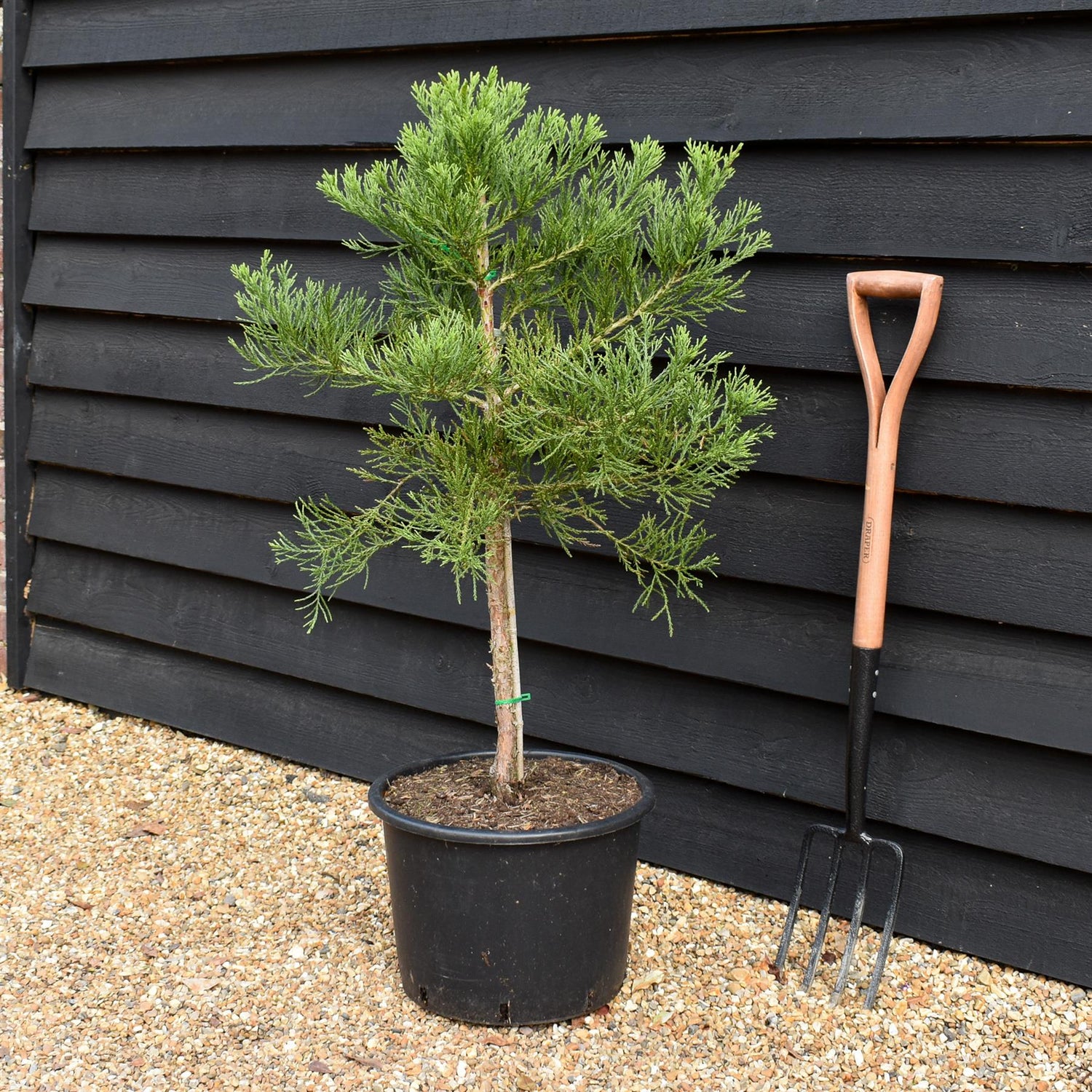 Sequoiadendron giganteum | giant redwood |  Sequoia | - Height 90cm - Width 80-90cm - 12lt