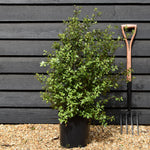 Pittosporum tenuifolium 'Wrinkled Blue' -Height 70-80cm - 12lt