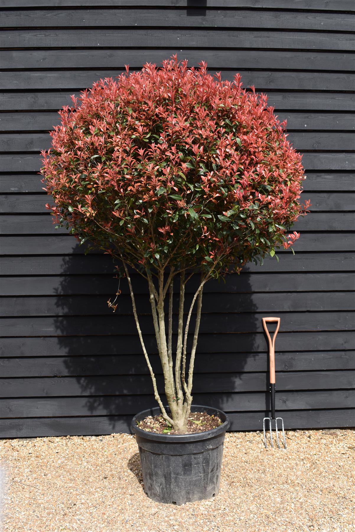 Photinia x fraseri Red Robin Compacta - Multistem - Height 220cm - 90lt