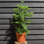 Norfolk Island Pine - Araucaria 'Heterophylla' - House Plant - Multistem - Height 80-100cm - Width 50-70cm - 10lt
