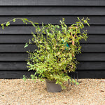 Cornus alba 'Midwinter Fire' | White dogwood 'Midwinter Fire' - Height 80cm - 10lt