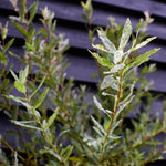 Salix integra 'Hakuro-nishiki' | Dappled Willow - Height 190-210cm - 12lt