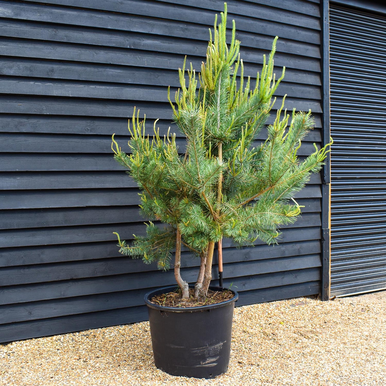 Scots Pine | Pinus sylvestris - Multistem - Height 190-200cm - 140lt