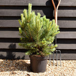 Pinus sylvestris 'Watereri' - Height 50-60cm - 7.5lt