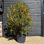 Osmanthus Fragans - Orange Flower |Sweet olive - Shrub - Height 180-200cm -150lt