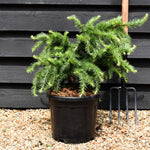 Larix decidua 'Little Bogle' | European larch - Height 30-40cm - Width 60cm - 11lt