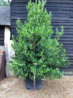 Ilex 'Nellie R. Stevens' | Holly  - Cone - Bushy - Height 300cm - 230lt