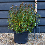 Azalea Japonica Toreador - Orange flower | Rhododendron Radja - Bushy - Height 45-55cm - 10lt