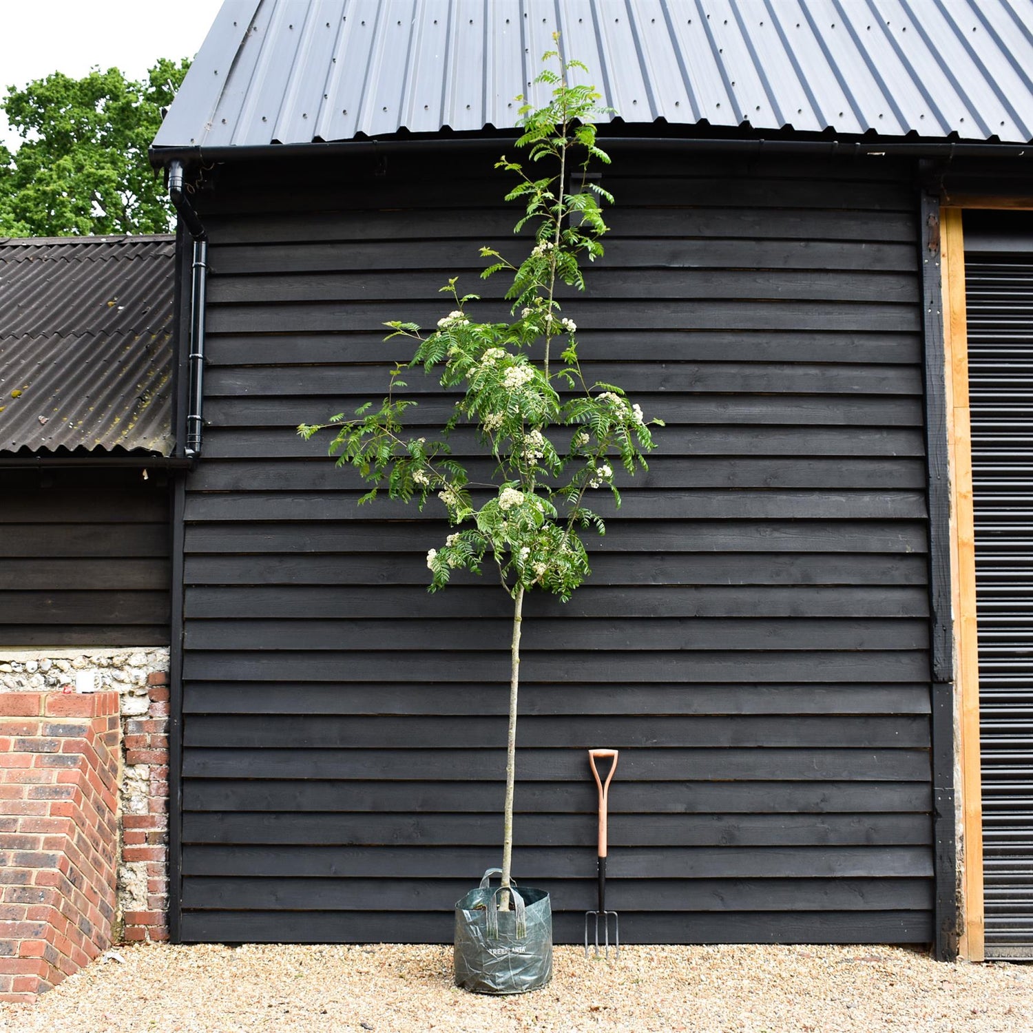 Sorbus 'Sunshine' - Clear Stem 140cm - Girth 8-10cm - Height 300-350cm - 45lt