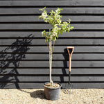Apple tree 'Discovery' | Malus domestica - MM106 - Semi-Dwarfing - Height 140-150cm - 20lt