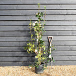 Camellia japonica 'Pink Icicle' - Height 100-120cm - 12lt