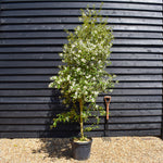 Hoheria sexstylosa Snow White | Ribbonwood - Bushy - Height 250-300cm - 30lt