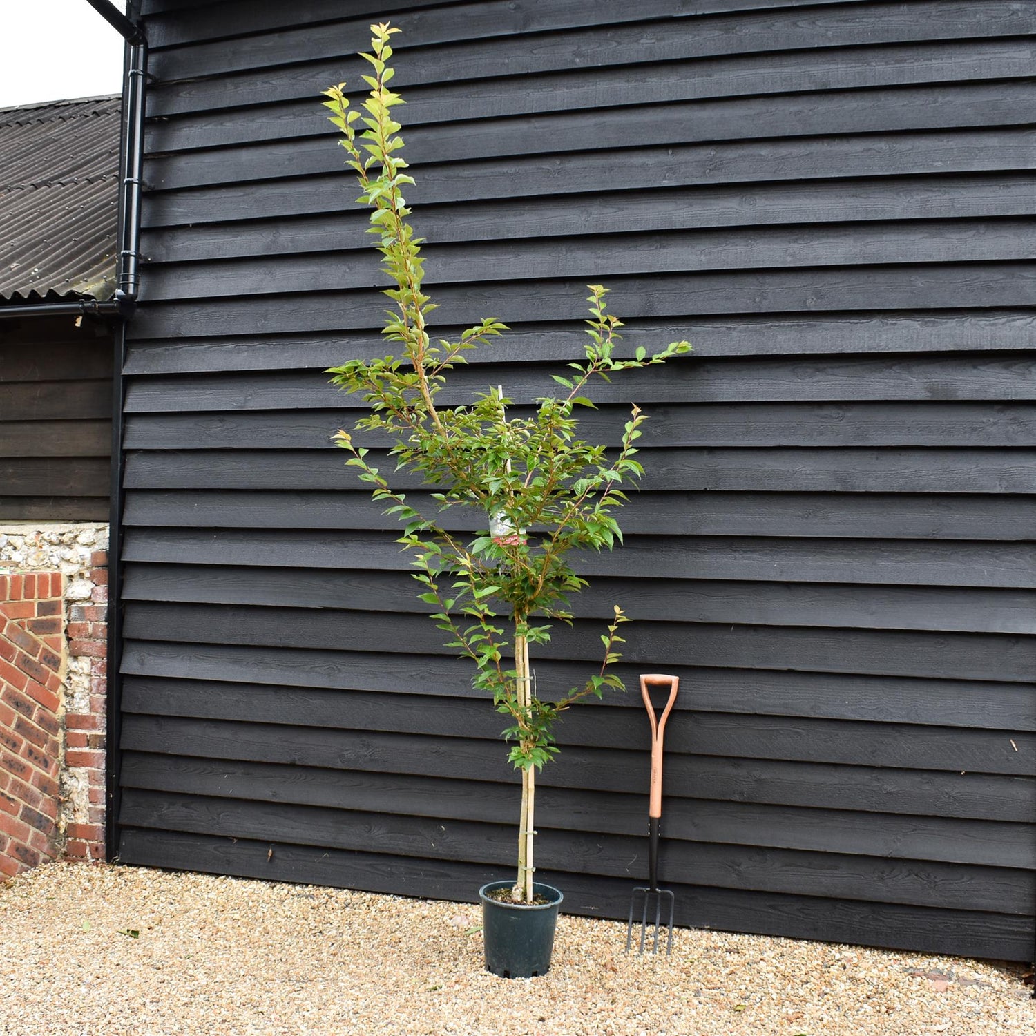 Prunus Subhirtella 'Autumnalis Rosea' | Winter-flowering Cherry - Height 170-190cm - 12lt