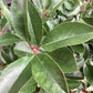 Photinia x fraseri Red Robin | Christmas berry - Small Tree/Shrub - Clear ministem 40cm - Height 80-90cm - 7lt