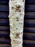 Populus alba | White Poplar Tree - Standard - Clear stem 160-170cm - Height 370-400cm - 45lt