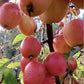 Malus Fruitilicious | Culinary Crab Apple Tree, Clear Stem - 150.-180cm, 20lt