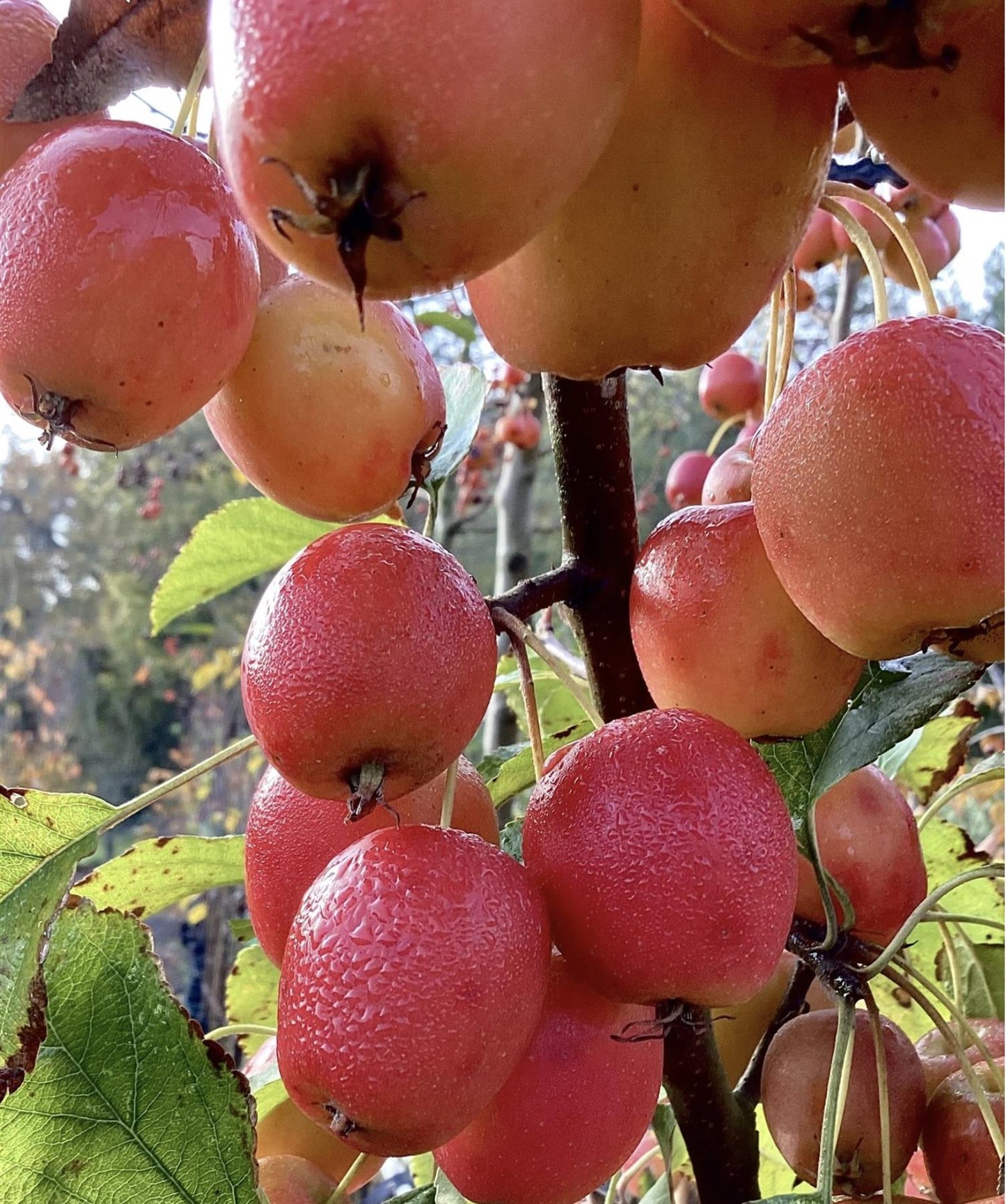 Malus Fruitilicious | Culinary Crab Apple Tree, Clear Stem - 150.-180cm, 20lt